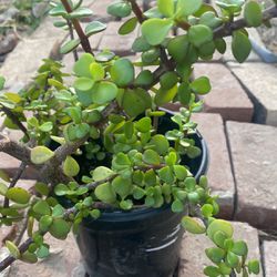 “Elephant Bush” Succulent Plant 