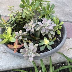 Suculent Pot Plants