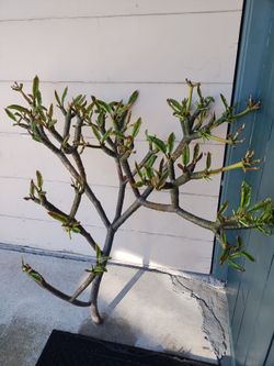 Plumeria cutting, instant tree size!