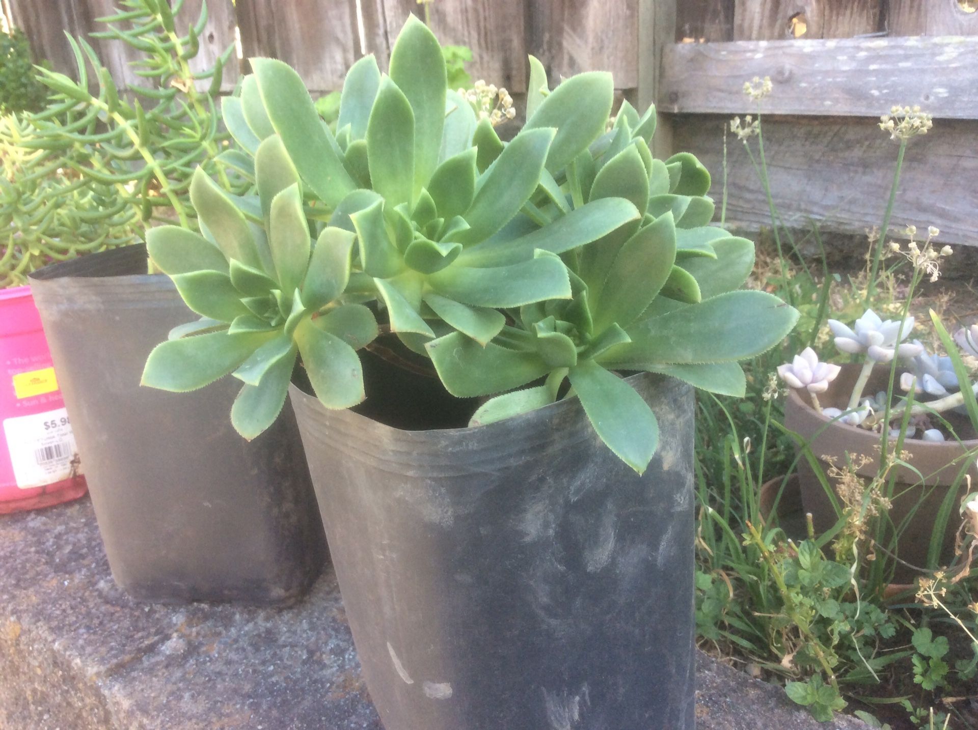 Nice plants in a gallon pot for $15