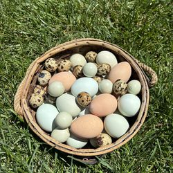 Fresh Free Range Eggs 