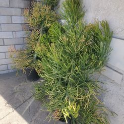 Fire Stick Succulent Plant 