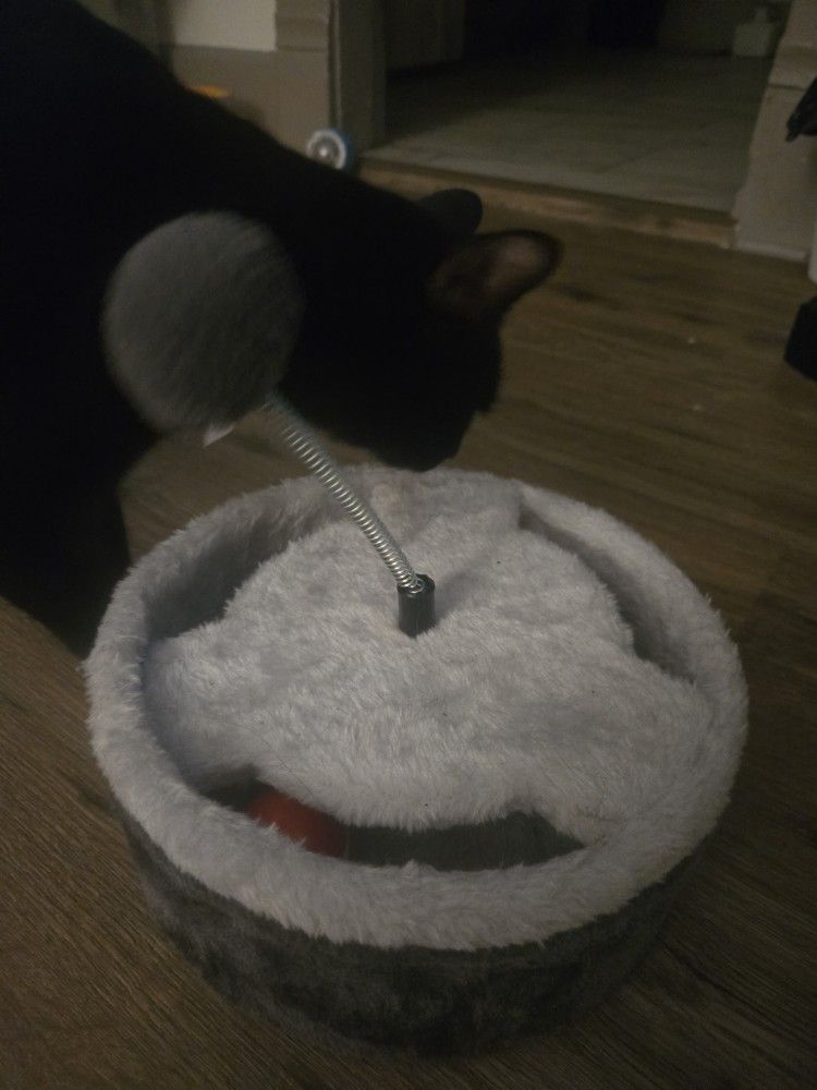 Cat Toy