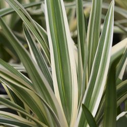 White Striped Dianella Flax Lily Plant