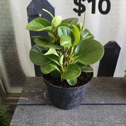 6" peperomia Plant