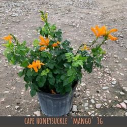 Honeysuckle Flower Plant 3gal