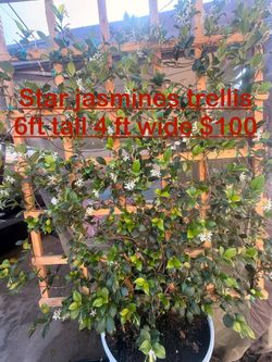 Trellis