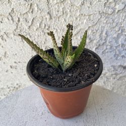 4 Inch Pot Succulent Plant - Mother Of Thousands - Kalanchoe Daigremontiana - Rooted & Stablished Plant - Drought Resistant - 🪴 