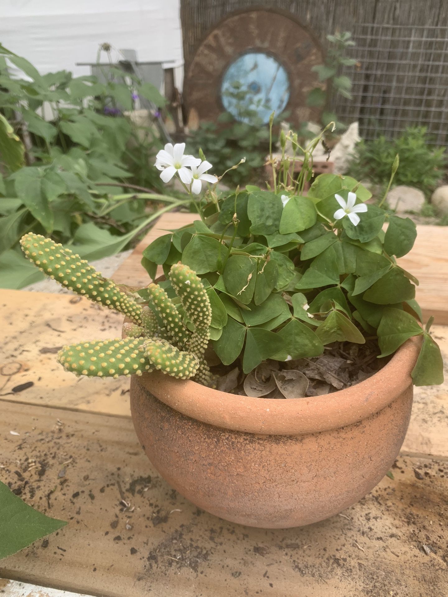 SUCCULENTS HOUSE PLANTS: Green Oxalis with (+1yr) Bunny Ear Cactus