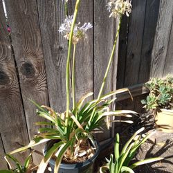 Potted Lily Of The Nile (Agapanthus)