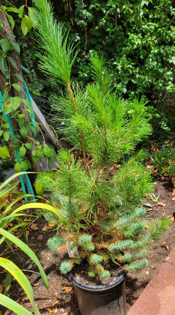 Italian Stone Pine Tree