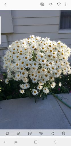 early snow lady shasta Daisy perennial plants