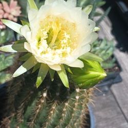 Beautiful White Flower.