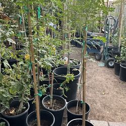 Paradise Or Piochas Trees In 5 Gallons 4 1/2 The Tall $45 Each Price Firm 