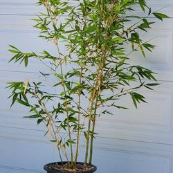 Bamboo Plant (Clumping Variety)
