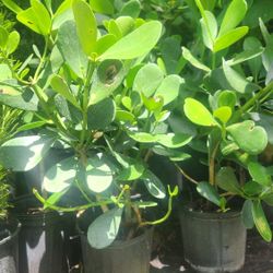 Beautiful Clusias Plants For Privacy!! About 2 Feet Tall !!! Fertilized 