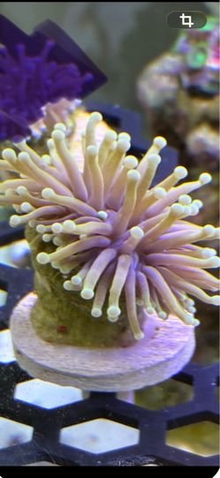 Fake Reef Tank Decor