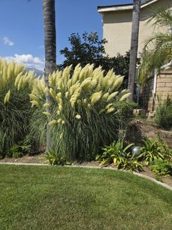 Tall FULL PAMPAS GRASS Ready Now!