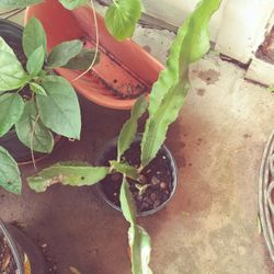 Dragon Fruit Pink White Seedling Plant 1 Gallon