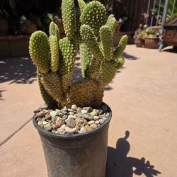 Cactus Plant 