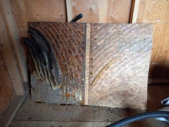 Honey Bee Removal