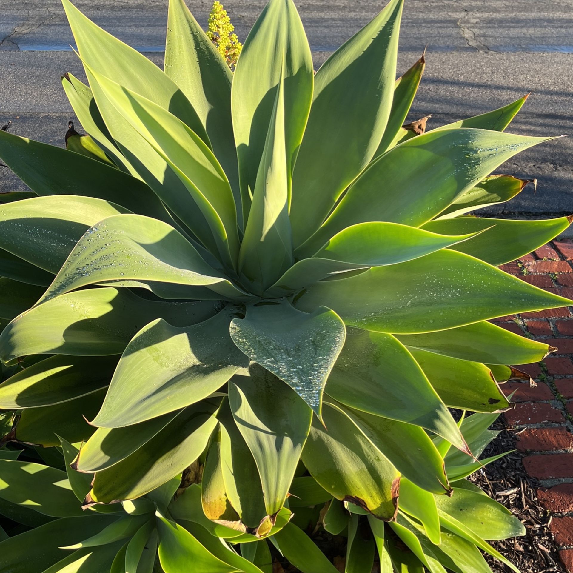 FREE Foxtail Agave plants - Available For Pickup Today!