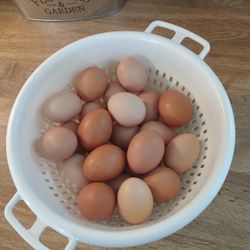 Backyard Fresh Eggs! Laid Daily!