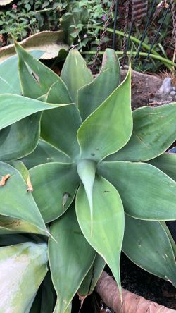 Agaves must sell $10 each