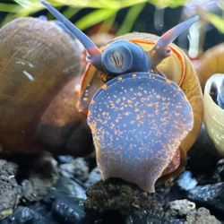 Aquarium supplies 