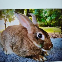 New Zealand and Rex 's For Sale