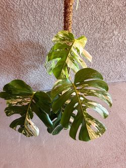 Monstera Albo Plant - 8inch