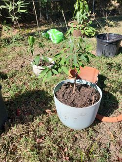 Chase Tree 🌳 Vitex Tree 