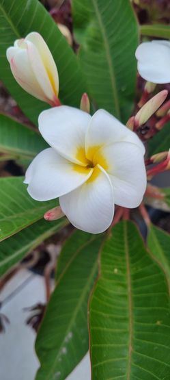 7 Arms Frangipani  Plumeria Rooted Samoan Fluff Pure Bright  White With Bright Yellow Center