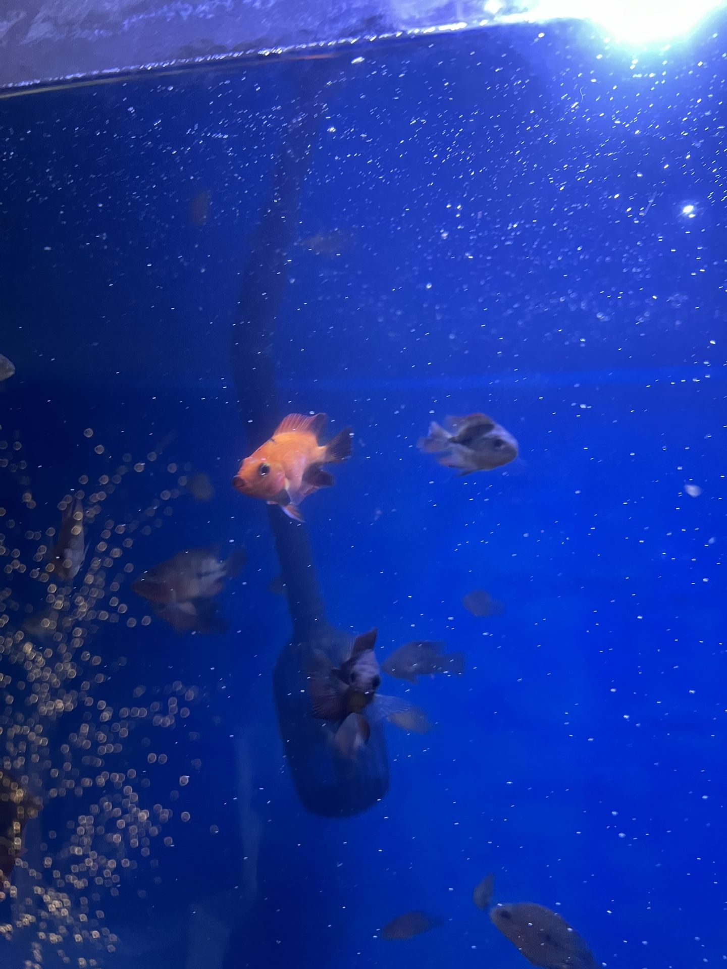 Fish tank decoration