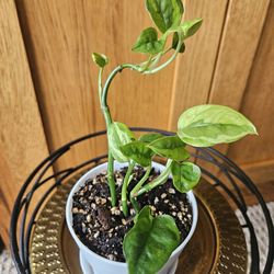 Global Green Potho (white pot-A)