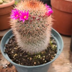 BEAUTIFUL CACTUS 🌵 PLANTS 🪴 $10.