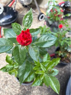 Rose, fire orange color
