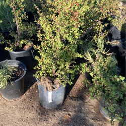 Plants