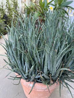 FREE PLANTS - (excluding pots) MUST TAKE ALL NOW