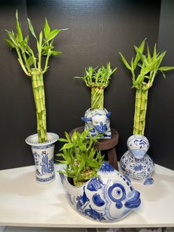 Tall Bamboo Plants In Chinoiserie Vases ($35 each )