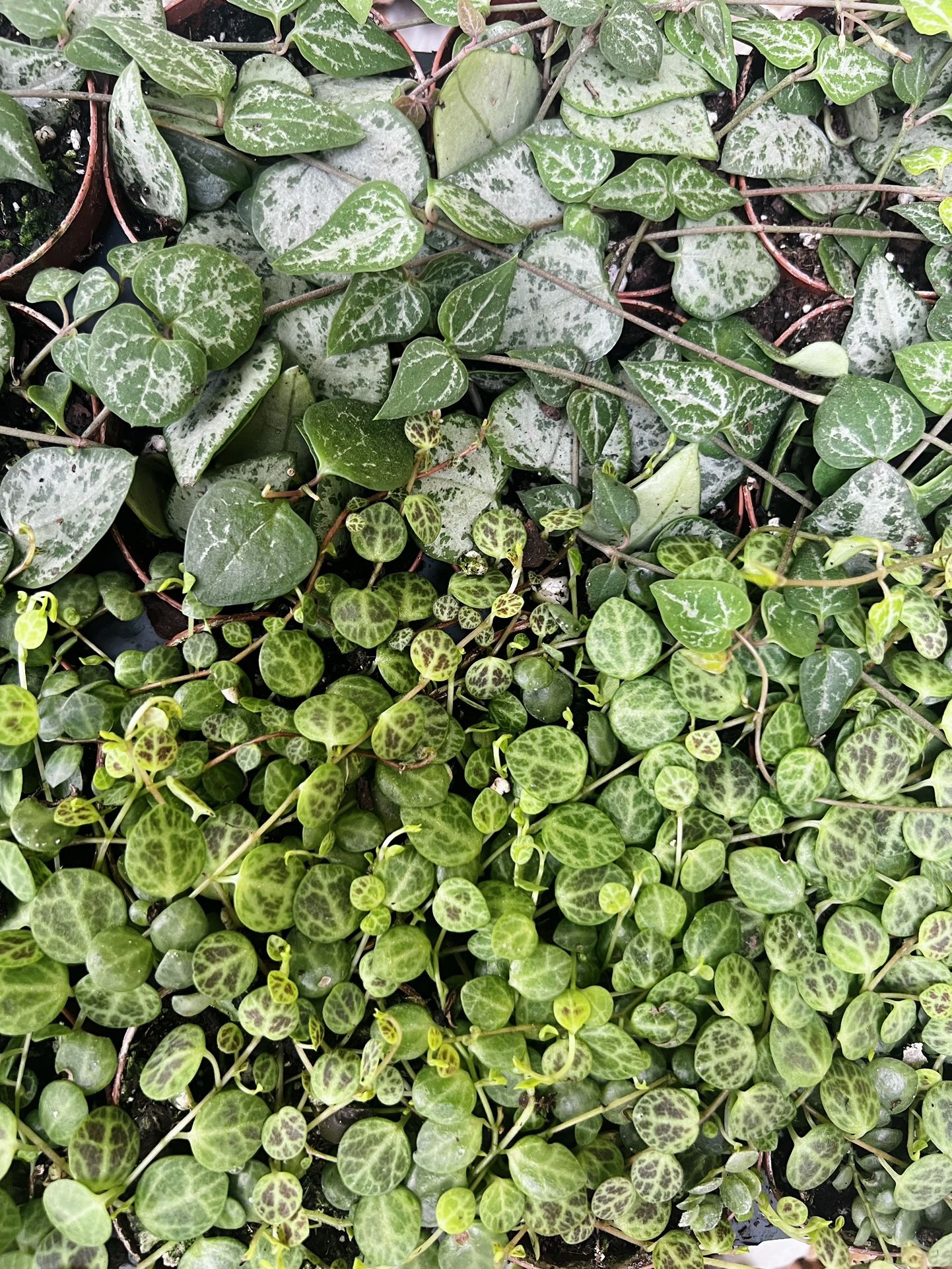 String Succulent Plants 2” Pots
