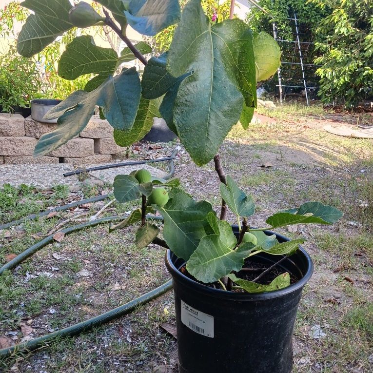 Cavaliere Fig Plant Fig Tree for Sale in San Diego, CA - OfferUp
