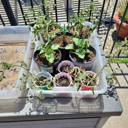 Free Plants For Your Garden