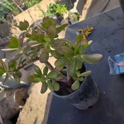 Jade Plant 