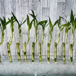 Bundle Of Ten Stems Of Lucky Bamboo (10")