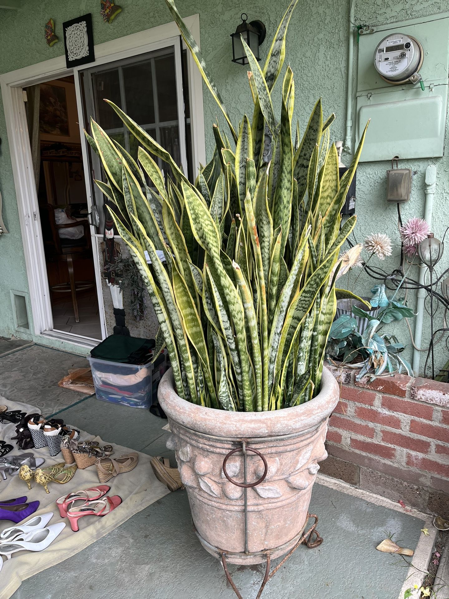 Beautiful Plant Heavy Pot