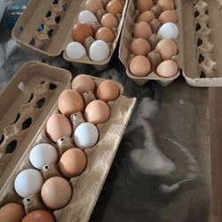 Farm Fresh Eggs 