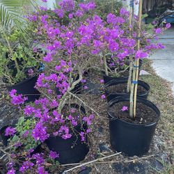 Purple Bougainvillea, Bush