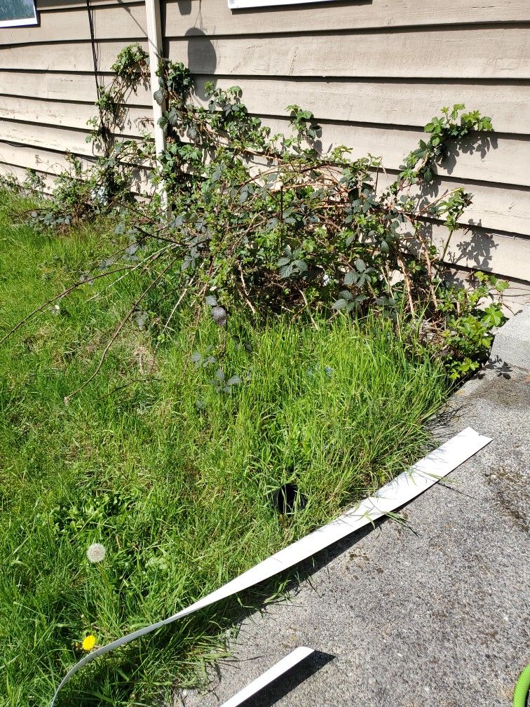 Free Blackberry Bush