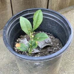 Eureka Hard Skin Sour Lemon 🍋 Tree Live plant 1 Gallon Pot  Cash only